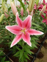 [4335 Ravenna VZ No02.JPG]